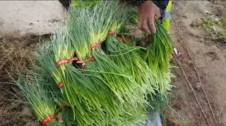 장재갑님의 마늘 · 영농일지 작성글 사진