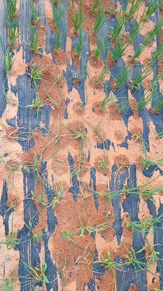 한강농원님의 파 · 병해충상담 작성글 사진