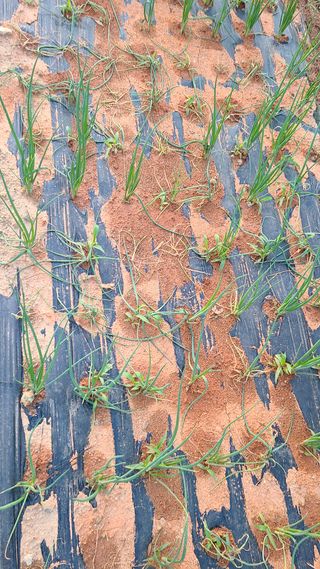 한강농원님의 파 · 병해충상담 작성글 사진