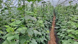 고추랑넝쿨강낭콩님의 콩 · 병해충상담 작성글 사진