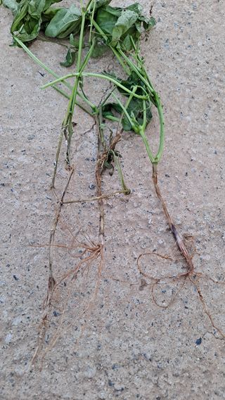 고추랑넝쿨강낭콩님의 콩 · 병해충상담 작성글 사진