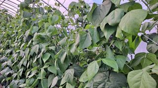 고추랑넝쿨강낭콩님의 콩 · 병해충상담 작성글 사진