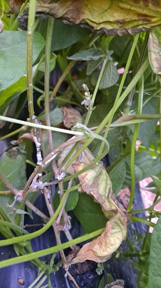 고추랑넝쿨강낭콩님의 콩 · 병해충상담 작성글 사진