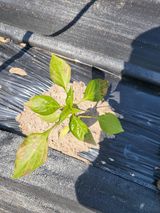 팜모닝 고추·병해충상담 게시글 이미지