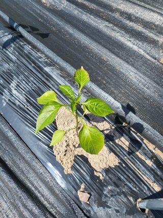 토마토14899님의 고추 · 병해충상담 작성글 사진