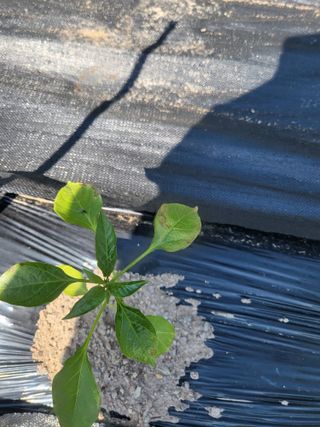 토마토14899님의 고추 · 병해충상담 작성글 사진