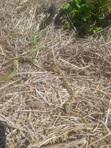 팜모닝 자유주제·자유게시판 게시글 이미지