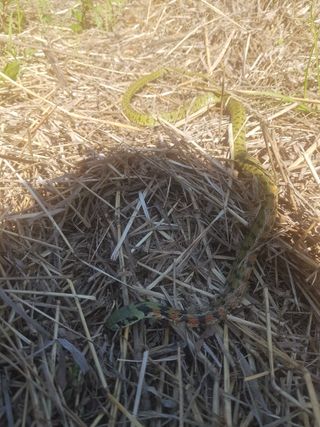 김영석님의 자유주제 · 자유게시판 작성글 사진