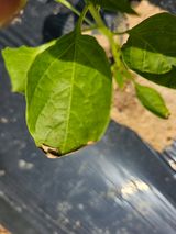 팜모닝 농사, 무엇이든 물어보세요!·참여글 게시글 이미지