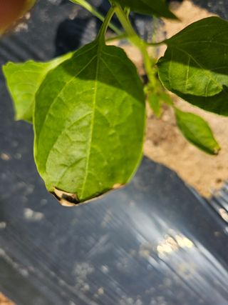 HJK님의 농사, 무엇이든 물어보세요! · 참여글 작성글 사진