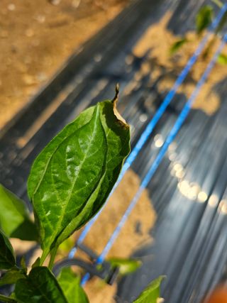HJK님의 농사, 무엇이든 물어보세요! · 참여글 작성글 사진
