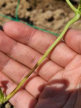 팜모닝 콩·병해충상담 게시글 이미지