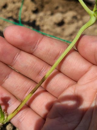 강세빈님의 콩 · 병해충상담 작성글 사진