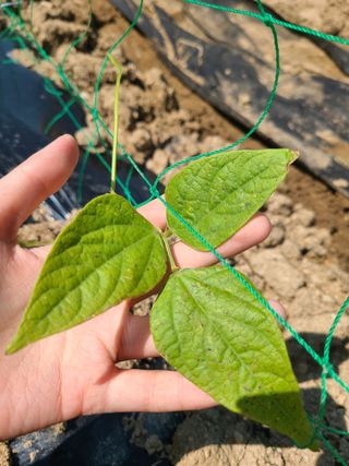 강세빈님의 콩 · 병해충상담 작성글 사진