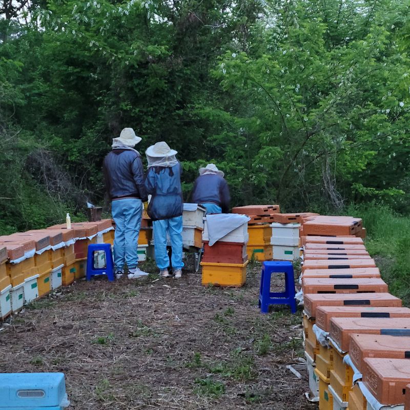 서녕영더기님의 장터 판매 상품 [아까시아꿀 2.4] 첨부 사진