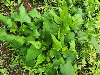 구자형님의 기타작물 · 자유게시판 작성글 사진