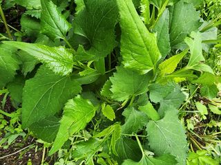 구자형님의 기타작물 · 자유게시판 작성글 사진