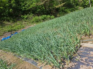 영숙님의 마늘 · 일상 작성글 사진