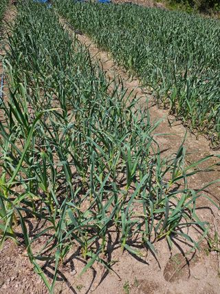 영숙님의 마늘 · 일상 작성글 사진