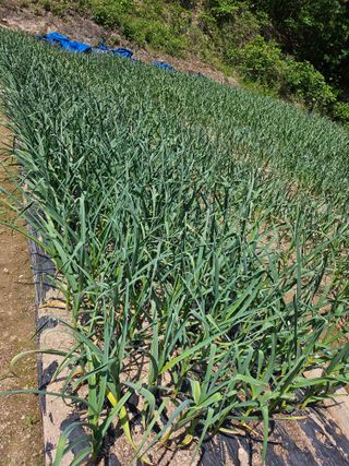 영숙님의 마늘 · 일상 작성글 사진