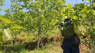 안씨농원님의 자유주제 · 자유게시판 작성글 사진