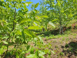 안씨농원님의 자유주제 · 자유게시판 작성글 사진
