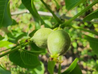 안씨농원님의 자유주제 · 자유게시판 작성글 사진