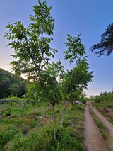 팜모닝 자유주제·자유게시판 게시글 이미지