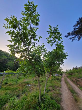 허 동길(길이농장)님의 자유주제 · 자유게시판 작성글 사진