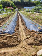 팜모닝 고추·영농일지 게시글 이미지