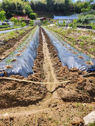 이관범님의 고추 · 영농일지 작성글 사진