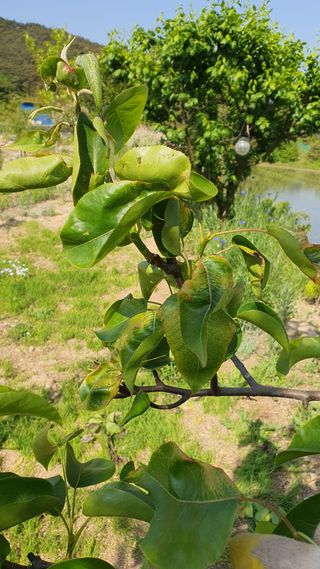 들깨12687님의 농사, 무엇이든 물어보세요! · 참여글 작성글 사진