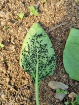 팜모닝 고추·병해충상담 게시글 이미지