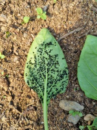 김진덕님의 고추 · 병해충상담 작성글 사진