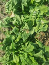 팜모닝 시금치·병해충상담 게시글 이미지