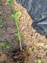 팜모닝 고추·병해충상담 게시글 이미지