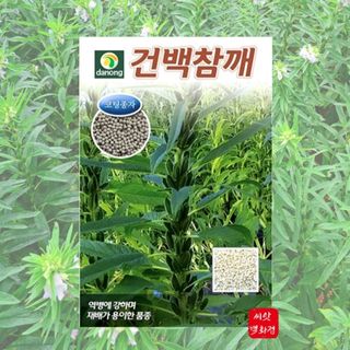 대산농사대장님의 참깨 · 자유게시판 작성글 사진