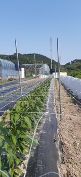 팜모닝 고추·영농일지 게시글 이미지