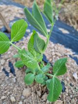 팜모닝 기타작물·병해충상담 게시글 이미지