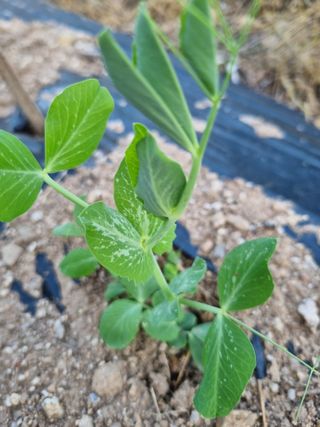 김진덕님의 기타작물 · 병해충상담 작성글 사진