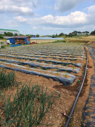 대파7552님의 5월 내 작물 자랑하기 · 참여글 작성글 사진