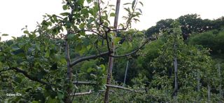 이현식님의 농사, 무엇이든 물어보세요! · 참여글 작성글 사진