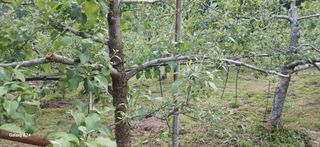 이현식님의 농사, 무엇이든 물어보세요! · 참여글 작성글 사진