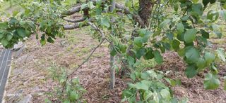 이현식님의 농사, 무엇이든 물어보세요! · 참여글 작성글 사진