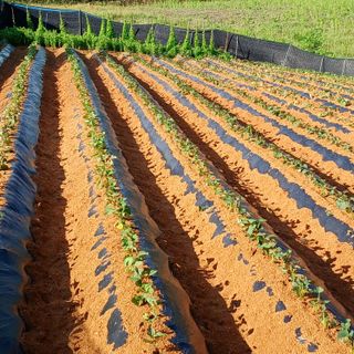 이광진님의 5월 내 작물 자랑하기 · 참여글 작성글 사진