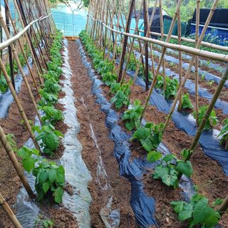 이광진님의 5월 내 작물 자랑하기 · 참여글 작성글 사진