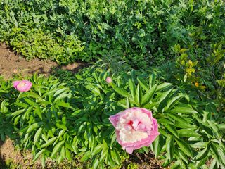 작약님의 자유주제 · 사진전 작성글 사진