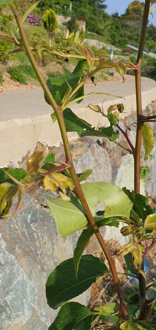 애이지고선님의 배·비료•농약 작성글 사진