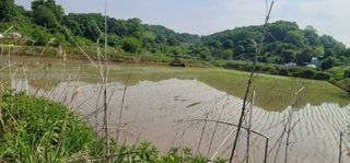 신승철님의 벼 · 영농일지 작성글 사진