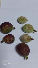 팜모닝 복숭아·병해충상담 게시글 이미지